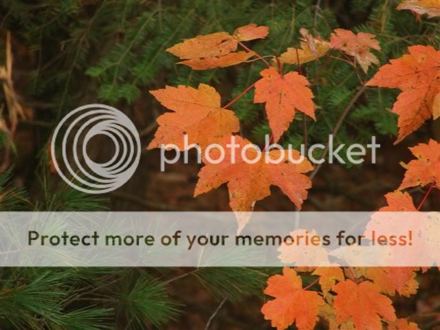 http://img.photobucket.com/albums/v11/otnorot/things/OctatDavesandothers006.jpg