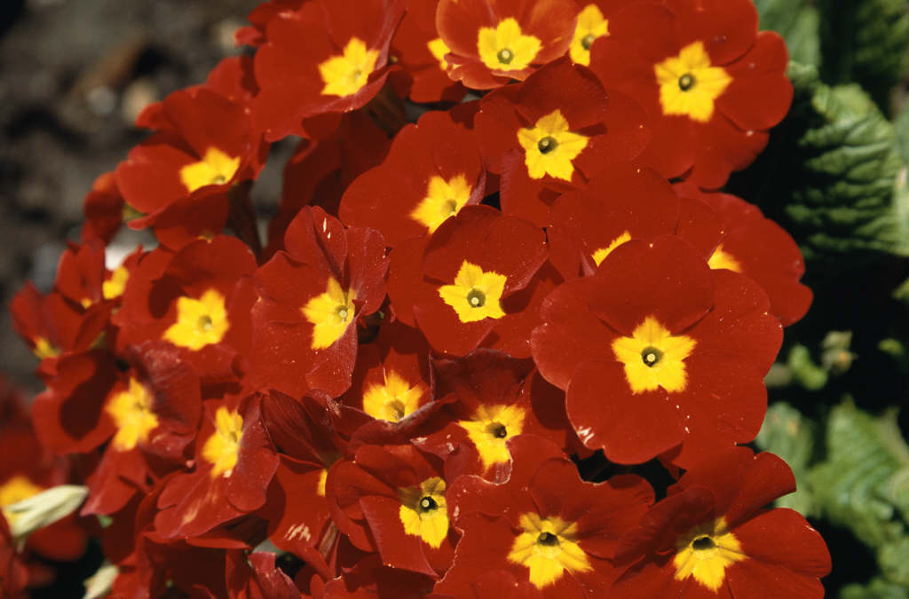 http://apps.rhs.org.uk/plantselectorimages/detail/WSY0006946_8287.jpg