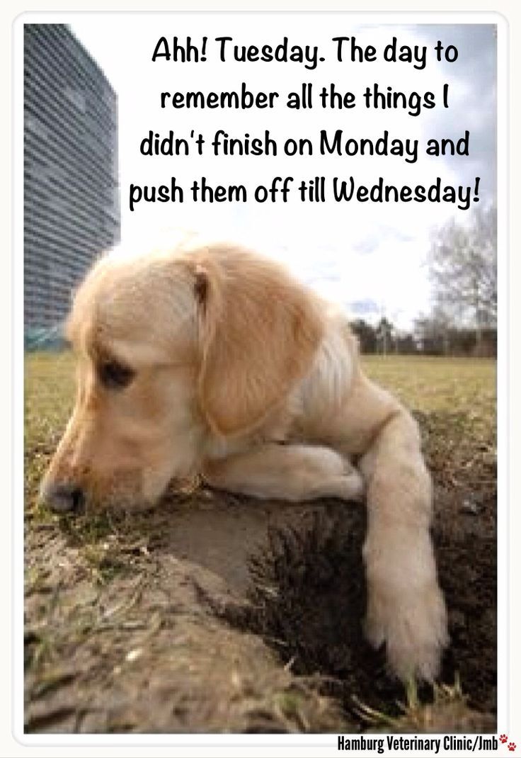 Image result for tuesday quotes funny