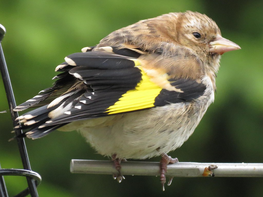 Image result for baby gold finch
