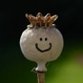 uppityradish