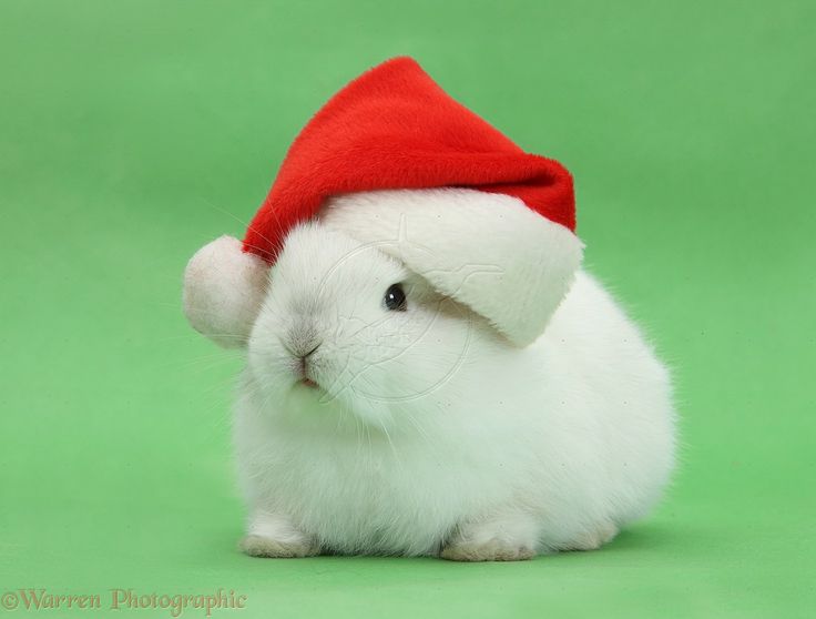 Santa Time  Rabbit White rabbit Santa time