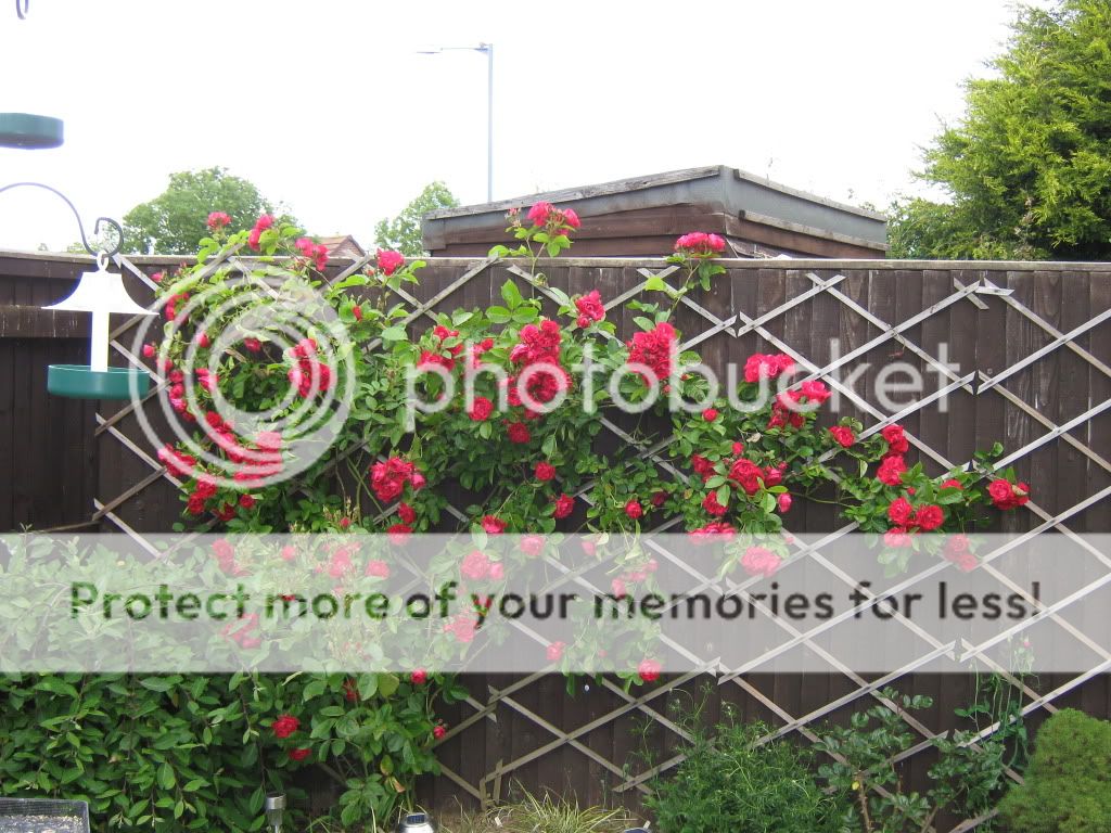 http://i826.photobucket.com/albums/zz184/rainjustlearning/Back%20garden%202010/IMG_0335.jpg
