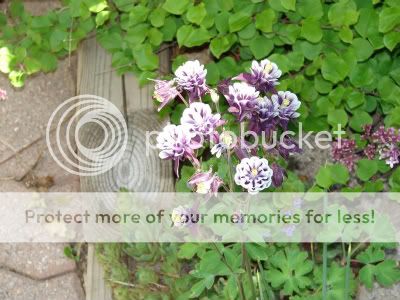 http://img.photobucket.com/albums/v11/otnorot/All%20plants/015-4.jpg