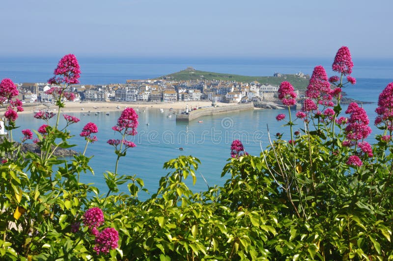 Image result for centranthus ruber st ives cornwall