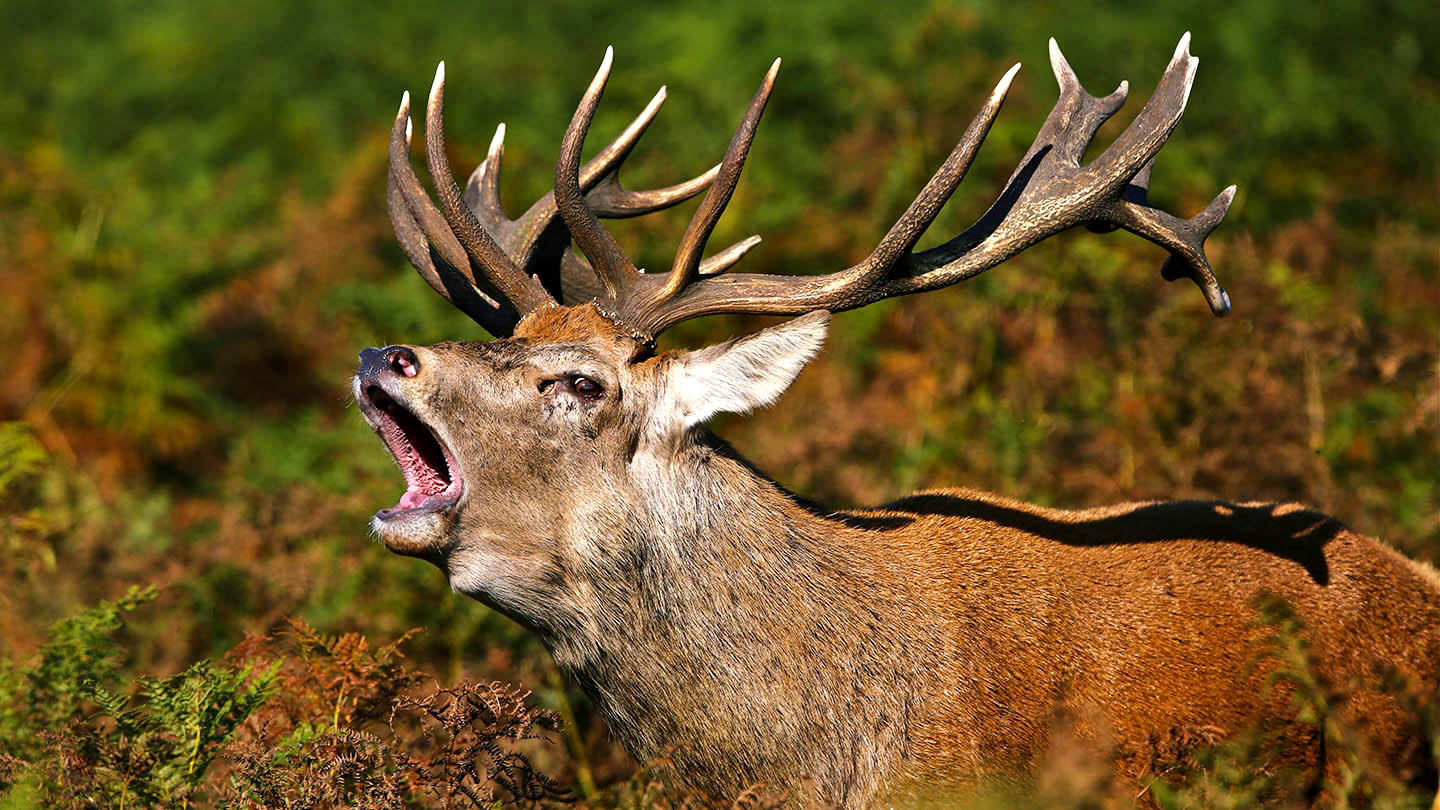 Red Deer Cervus elaphus - Woodland Trust