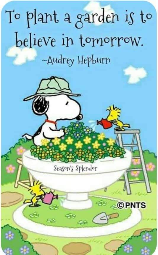 Seems appropriate given the current situation gardening garden DIY  home flowers roses nature landscaping horticultu  Snoopy Snoopy  quotes Snoopy funny