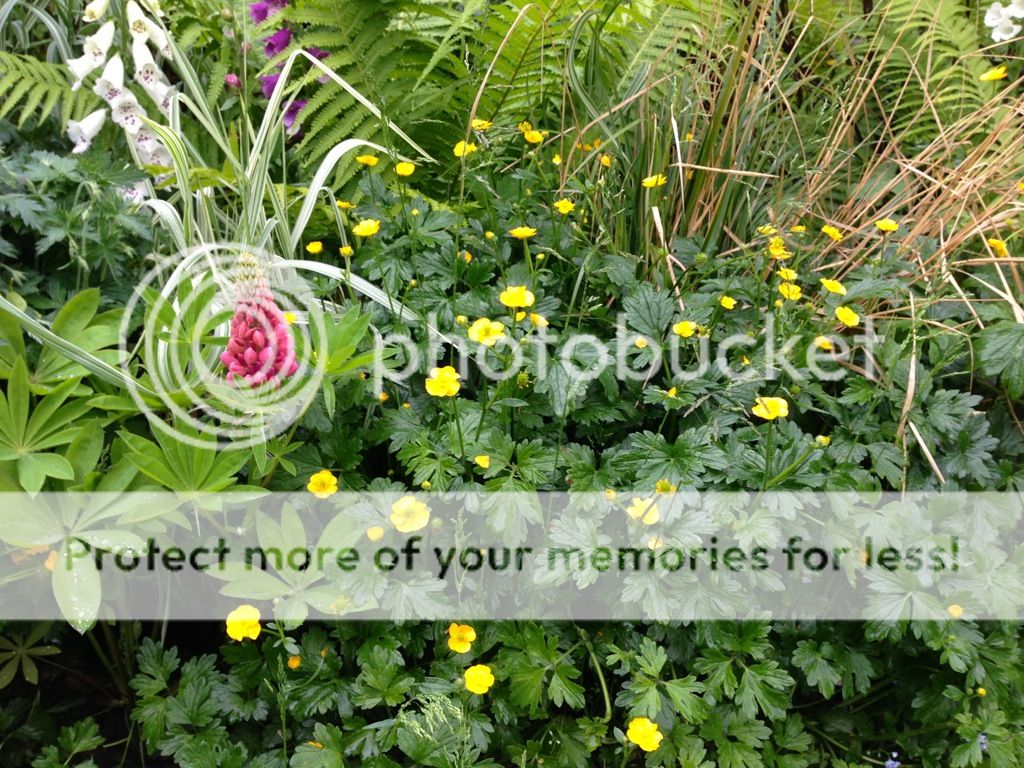 http://i232.photobucket.com/albums/ee192/thebear843/Garden/file_zpsfb04631c.jpg