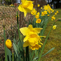 Genieinthegarden61