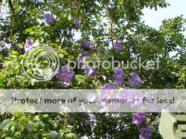http://i27.photobucket.com/albums/c186/DavidKnapper/P7170010-1.jpg