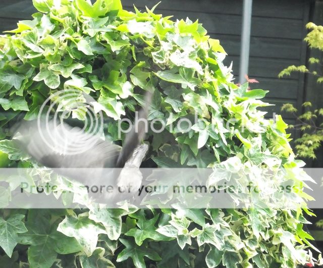 http://i27.photobucket.com/albums/c186/DavidKnapper/008_zpsce9sjt4d.jpg