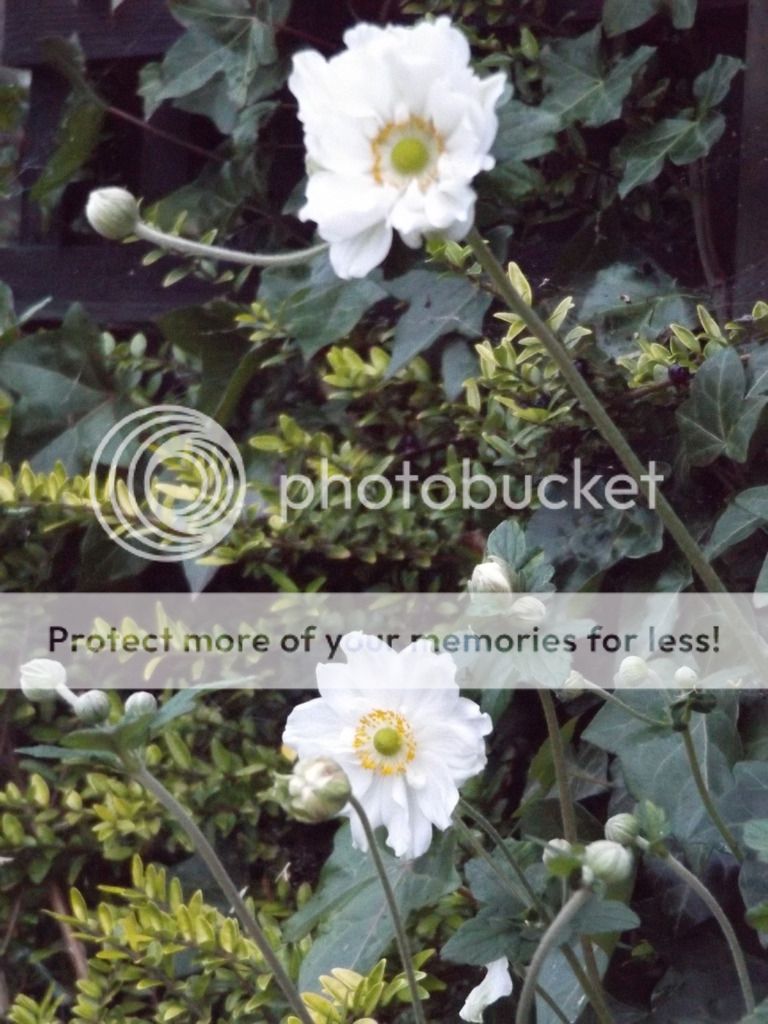 http://i1331.photobucket.com/albums/w595/fairygirl55/DSCF0968_zpsbhhbftot.jpg