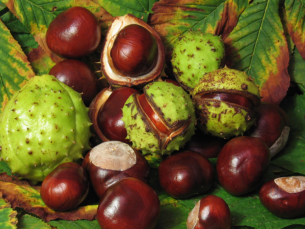 Conkers - Wikipedia