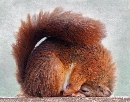 Sleeping Red Squirrel - I miss squirrels so much  Hundecitater Sjove  dyrebilleder Egern