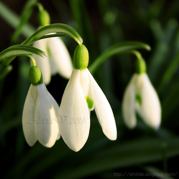 One of my favorites means Spring is almost here  Pretty Snowdrops  snowdrop spring flowers garden gardening  Spring flowers Spring  bulbs Spring garden