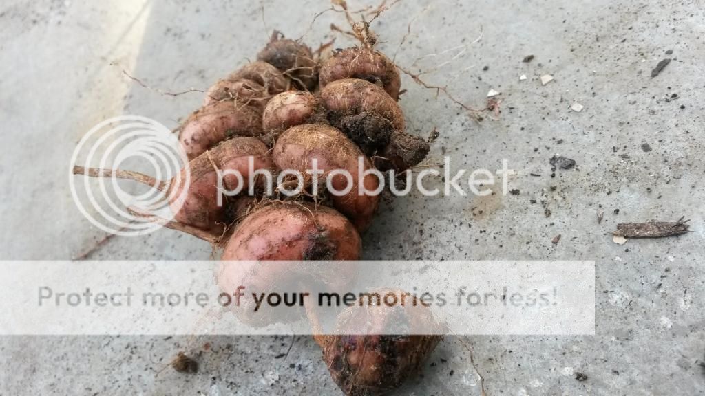 http://i819.photobucket.com/albums/zz113/LadyClarington/20140709_190209_zpsskvvmnqn.jpg