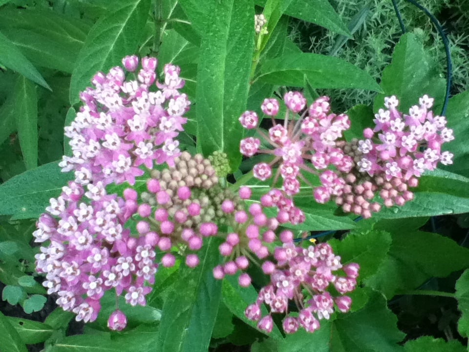 Asclepias Grower