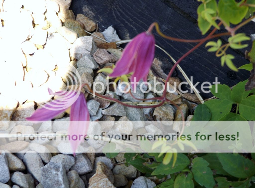 http://i1331.photobucket.com/albums/w595/fairygirl55/DSCF0436_zpstqxnugzp.jpg