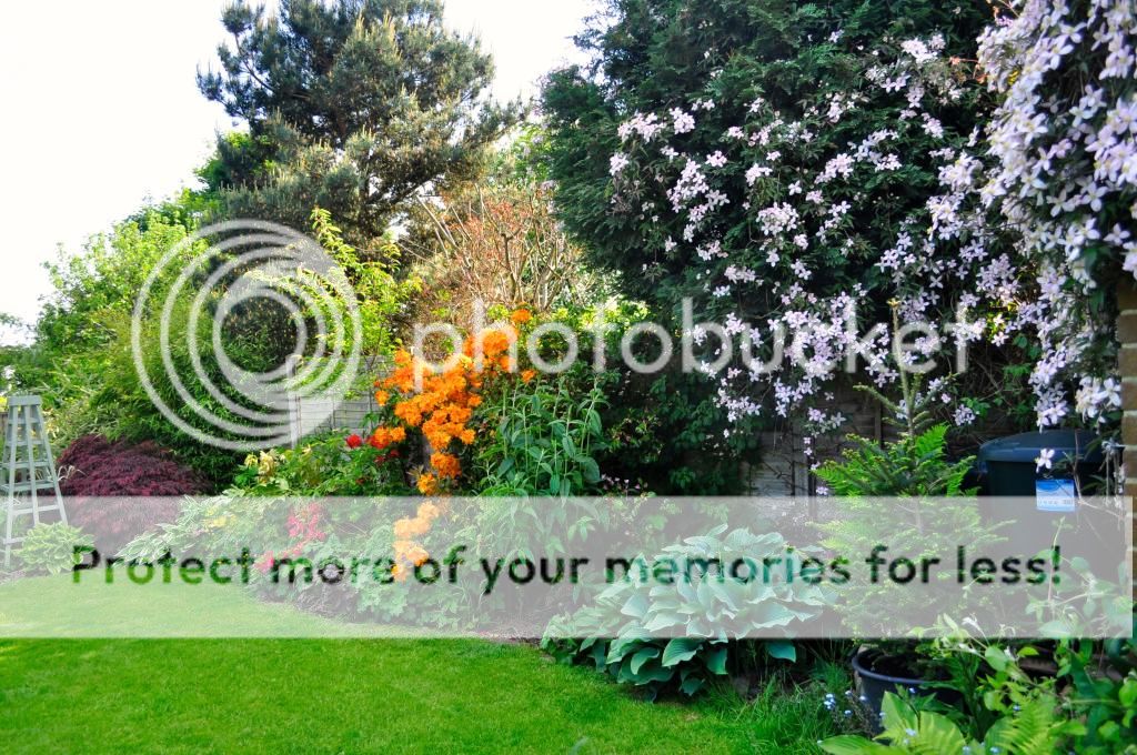 http://i232.photobucket.com/albums/ee192/thebear843/Garden/_DSC0331_zpseeejpbty.jpg