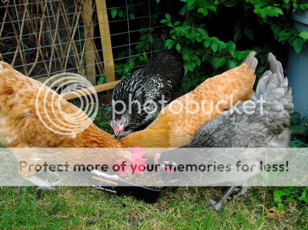 http://i1143.photobucket.com/albums/n627/thedogcody/chickens%2018th%20september%202012/DSCF3310.jpg