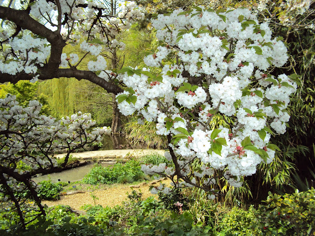 https://lh5.googleusercontent.com/-yQ2UVMV35GI/UZfCc5b21uI/AAAAAAAAA1M/qYY4mT3609A/s640/Prunus%2520serrulata%2520%2527Alboplena%2527%2520%255Bclose%2520up%255D.JPG