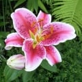 lily6