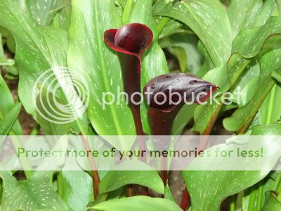 http://img.photobucket.com/albums/v11/otnorot/All%20plants/029-3-2.jpg