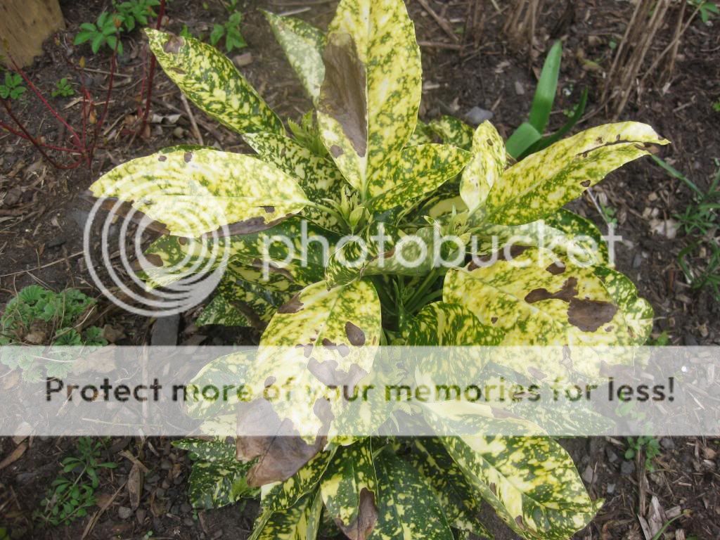 http://i1187.photobucket.com/albums/z383/kt_j63/IMG_5704.jpg