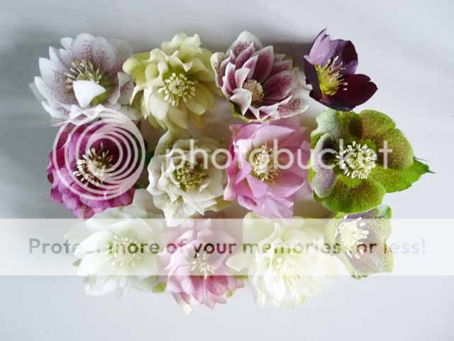 http://i703.photobucket.com/albums/ww32/Owdboggy/February%202013/doublehellebores.jpg