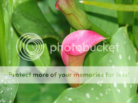 http://img.photobucket.com/albums/v11/otnorot/All%20plants/005-Copy5-1.jpg