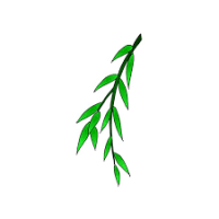 SalixGold