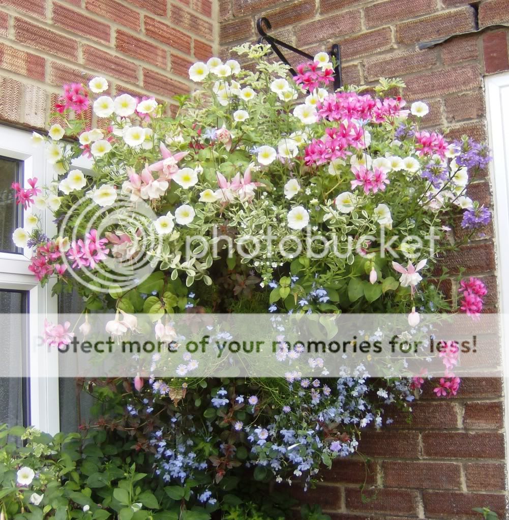 http://i1131.photobucket.com/albums/m551/lilylouise1/tandsandgarden033.jpg