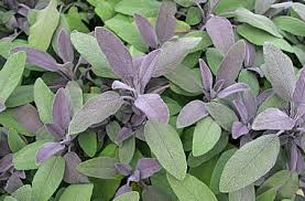 herbaceous