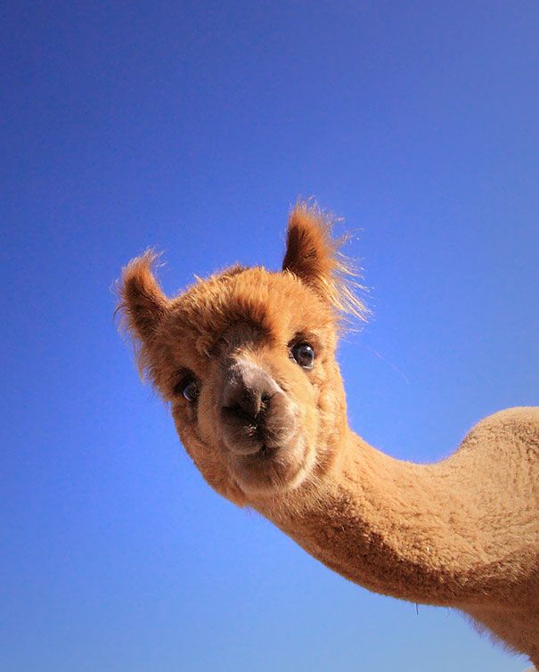 37 Alpacas That Will Make Your Day  Cute animals Animals Baby animals