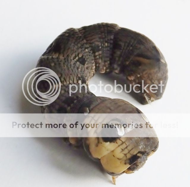 http://i27.photobucket.com/albums/c186/DavidKnapper/005_zpsl1igwbtq.jpg