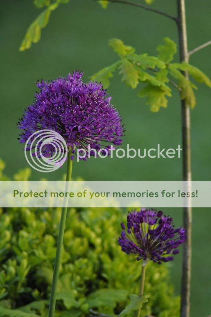 http://i232.photobucket.com/albums/ee192/thebear843/Garden/allium_zpsc646e050.jpg