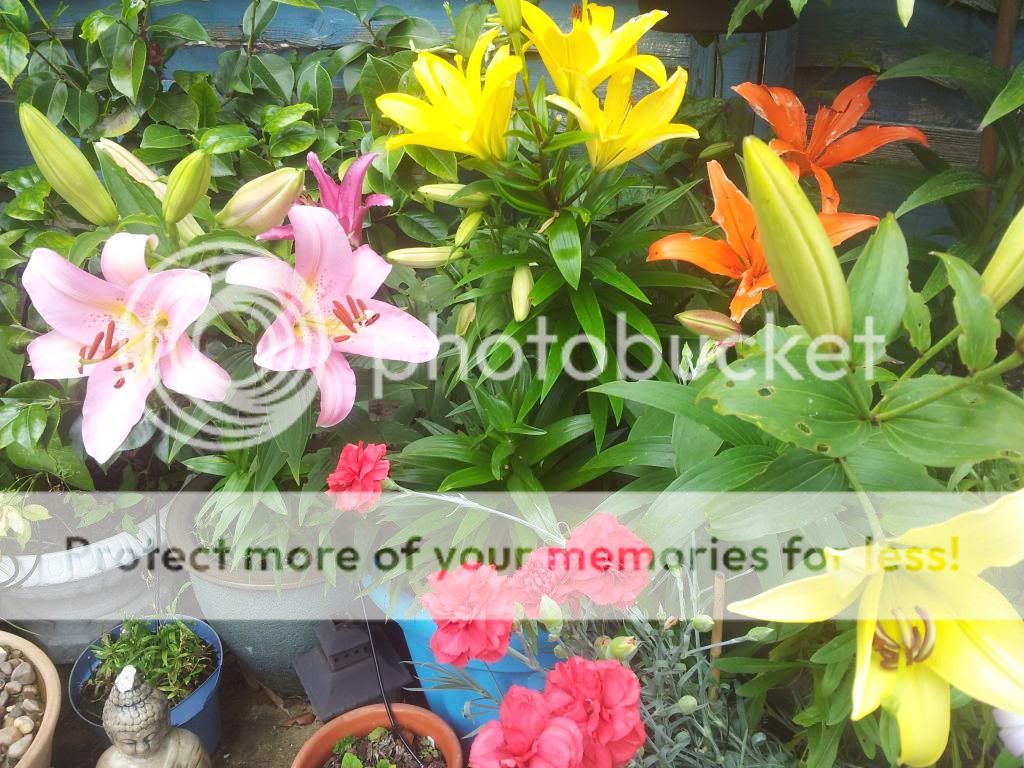 http://i1300.photobucket.com/albums/ag97/Bev_Pounsett-Krynauw/0326-07-13_zps3d93aa68.jpg
