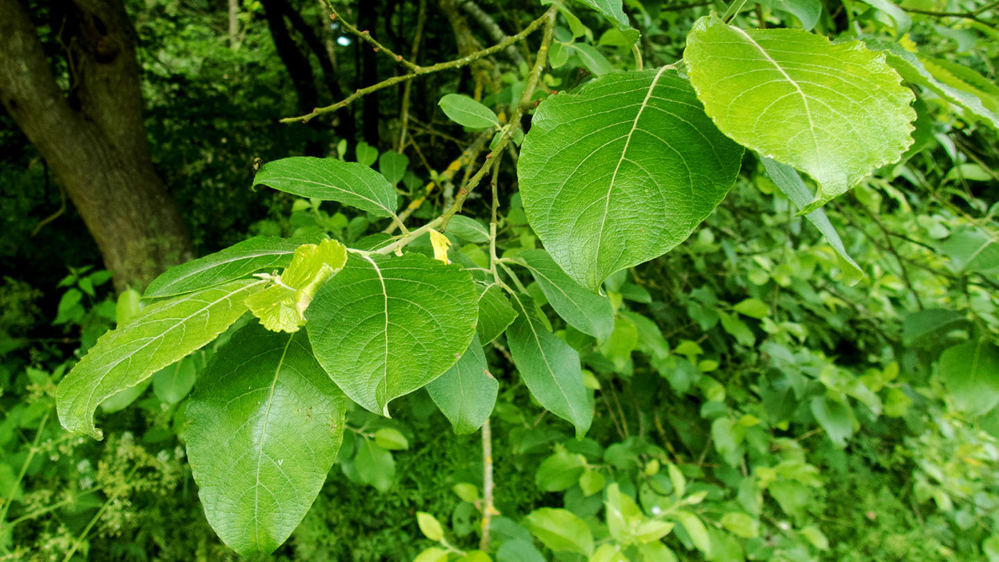 Goat Willow Salix caprea - British Trees - Woodland Trust