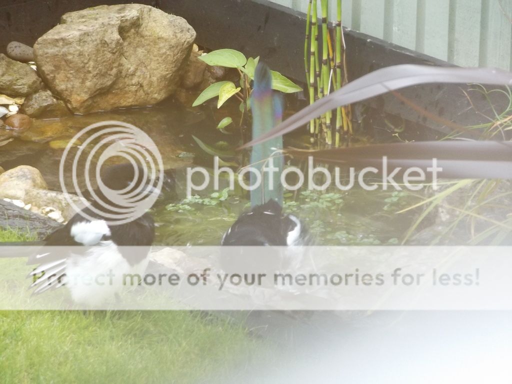 http://i1331.photobucket.com/albums/w595/fairygirl55/DSCF0883_zpscebfbuzm.jpg
