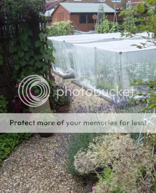 http://i50.photobucket.com/albums/f350/streptocarpus/garden2006-1.jpg