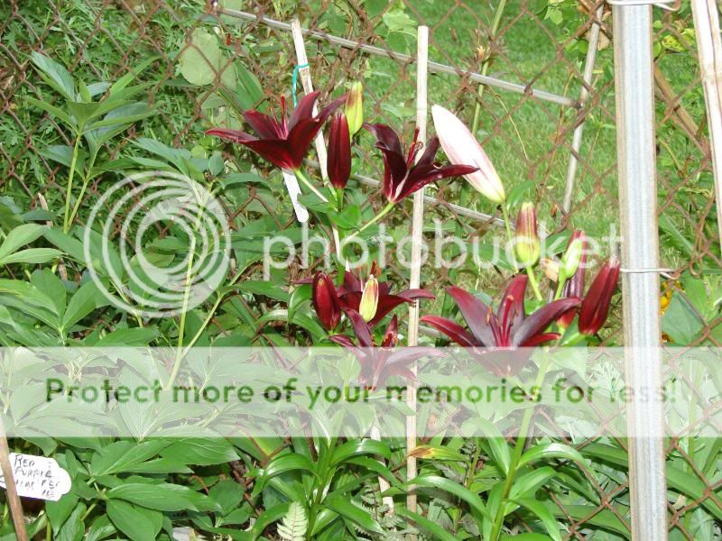 http://img.photobucket.com/albums/v11/otnorot/All%20plants/030-1.jpg