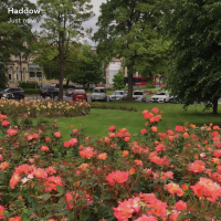 haddow07