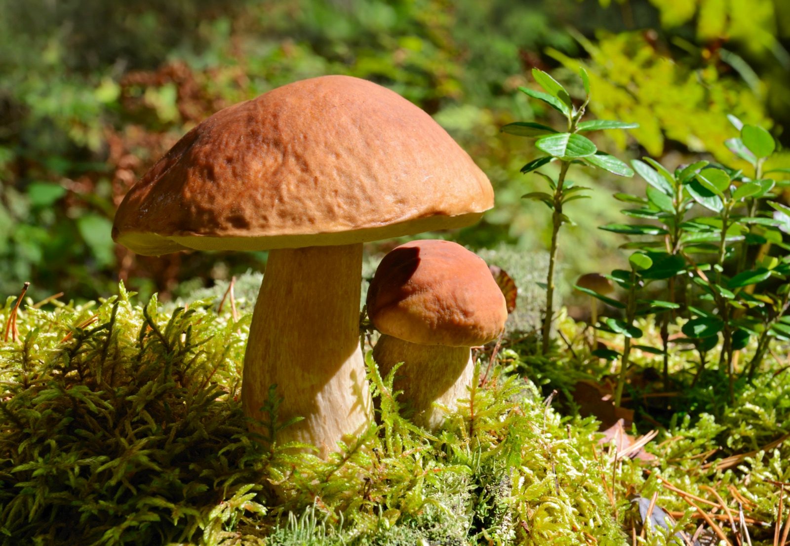 British wild mushrooms and fungi guide where to find and how to identify -  Countryfilecom