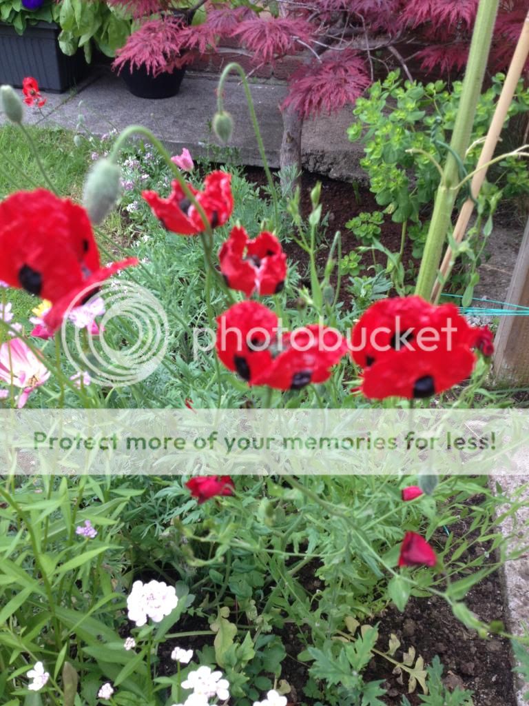 http://i1074.photobucket.com/albums/w410/kathryncraig/020C52EC-2526-484C-B2E2-7C54BCF85BFF.jpg