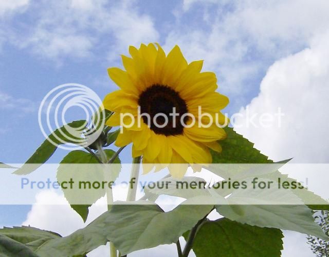 http://i1131.photobucket.com/albums/m551/lilylouise1/blueberriessunflowerswallbaskets067.jpg