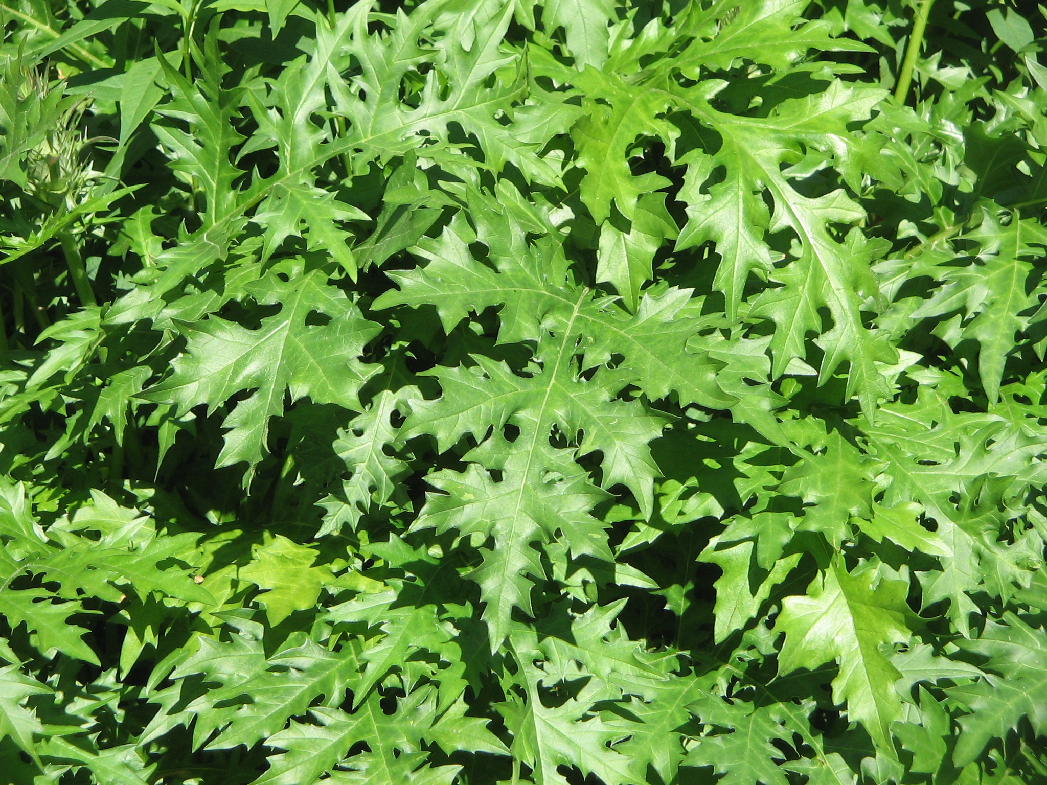 https://upload.wikimedia.org/wikipedia/commons/1/1a/Acanthus_spinosus_leaves.jpg