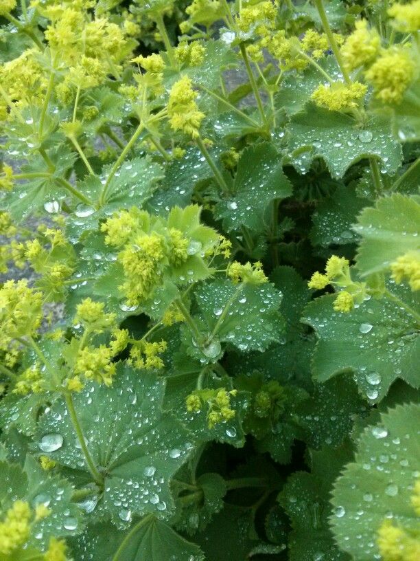 After a showery day theres always Alchemilla mollis  Alchemilla mollis  Garden images Garden