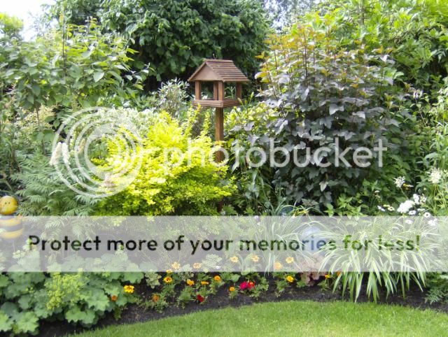 http://i1131.photobucket.com/albums/m551/lilylouise1/garden047-1.jpg