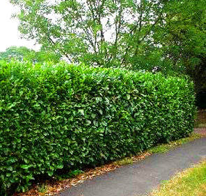 http://www.dasfarms.com/images/Evegreen%20Shrubs/Prunus/PRlaS_large.jpg