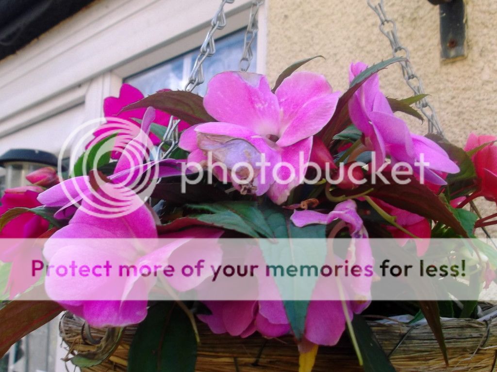 http://i1143.photobucket.com/albums/n627/thedogcody/garden%209th%20august/2012_08090009.jpg